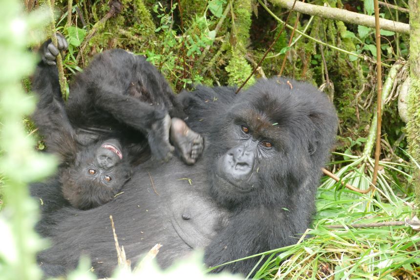 Women like Teta (pictured here) took center stage in the documentary. Males lead the group, but females play a major role in gorilla society. They play a big role in gorilla society, guiding group loyalty and integrating new members, said Tara Stoinski, CEO and chief scientific officer of the Dian Fossey Gorilla Foundation.