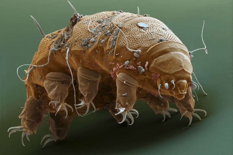 Approximately 1,300 species of tardigrades are found worldwide