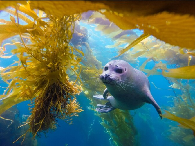 A seal swims among kelp in blue water. 