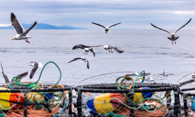 Wide view of a flock of gray and white seagulls approaching a fishing boat in flight. The open ocean is in the background and the colorful gear of a boat can be seen in the foreground.