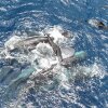 A pod of sperm whales works to keep their newborn calves afloat for several hours after birth.