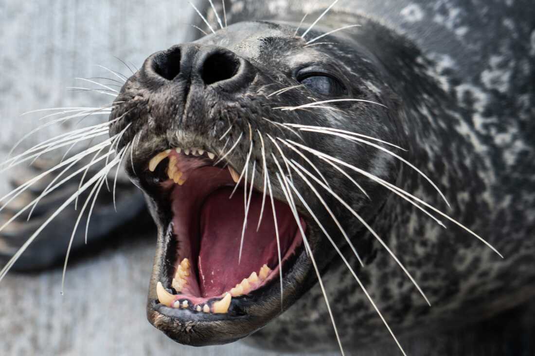 Fillou worked with scientists for two years to help test theories about how harbor seals use their whiskers to hunt.
