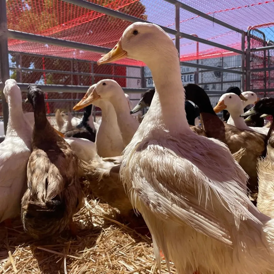 The department is actively coordinating the care and adoption of animals at the San Jacinto Valley Animal Campus, with rescues and adoptions expected to be available on Wednesday, April 15th. Instagram/@riversidecountyanimalservices