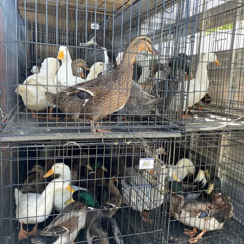 As a result of testing, no infectious diseases were found in the birds, easing concerns about the spread of infection. Instagram/@riversidecountyanimalservices