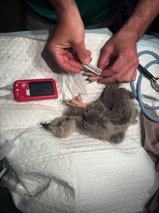 Officials are treating an eagle that swallowed a fishing hook