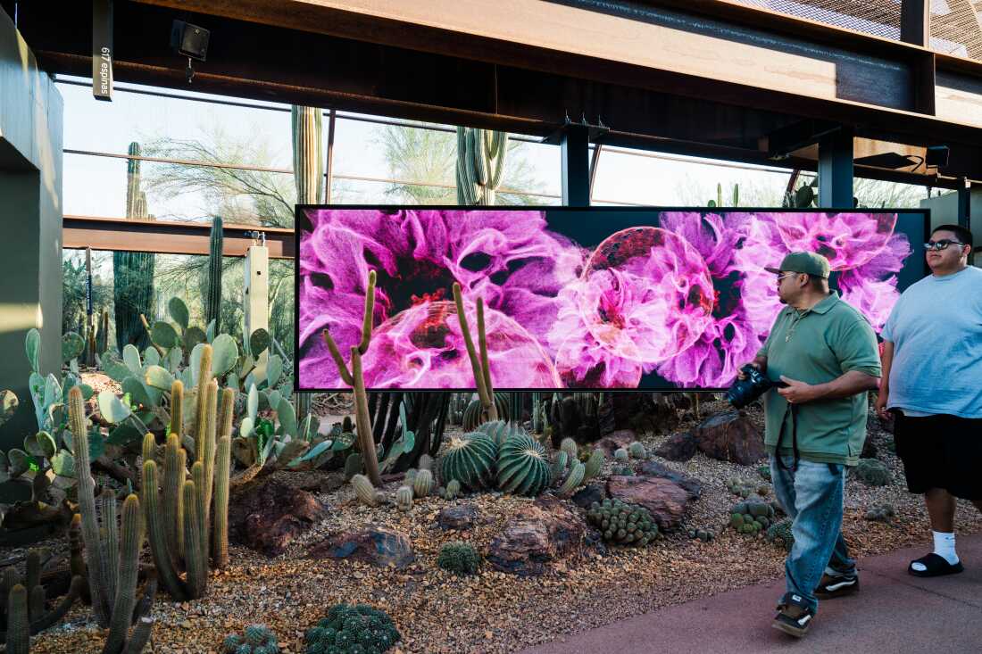 Visitors walk past a calyx from FRAMERATE: Desert Pulse photographed with cactus flowers at the Desert Botanical Garden in Phoenix, Arizona on April 14, 2026.