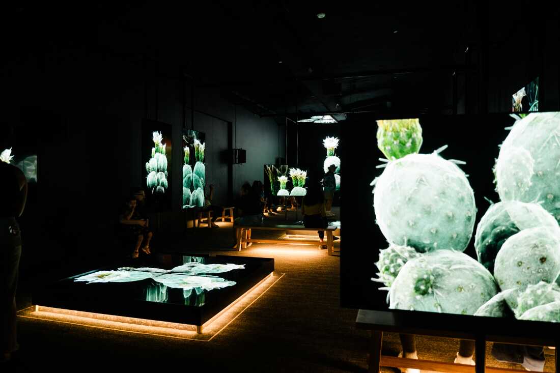 The Royal Air Force Exhibition Gallery will present a multi-screen immersive show displaying FRAMERATE: Desert Pulse on April 14, 2026 at the Desert Botanical Gardens in Phoenix, Arizona.