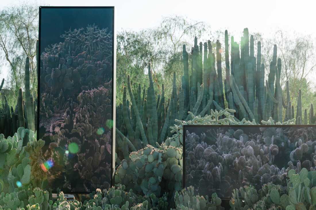 Present echo from FRAMERATE: Desert Pulse. Plants in a garden bed seen on April 14, 2026 at the Desert Botanical Garden in Phoenix, Arizona, were scanned daily for one year.