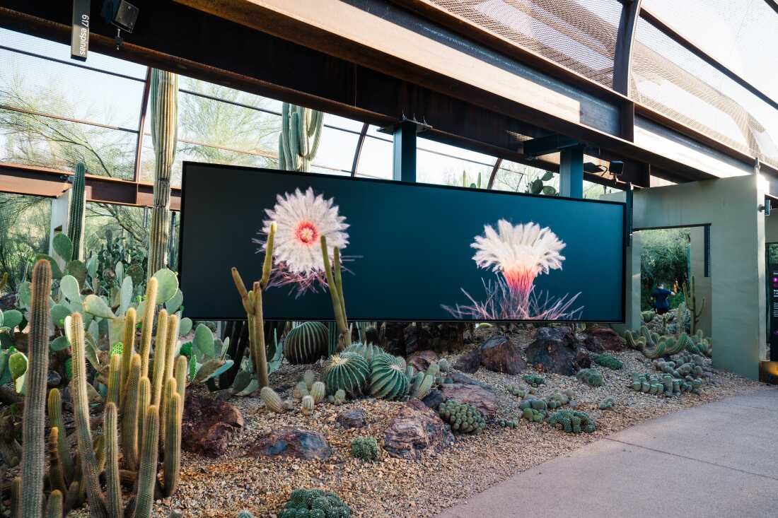 The calyx of “FRAMERATE: Desert Pulse”. Cactus flowers photographed at Desert Botanical Garden in Phoenix, Arizona on April 14, 2026.