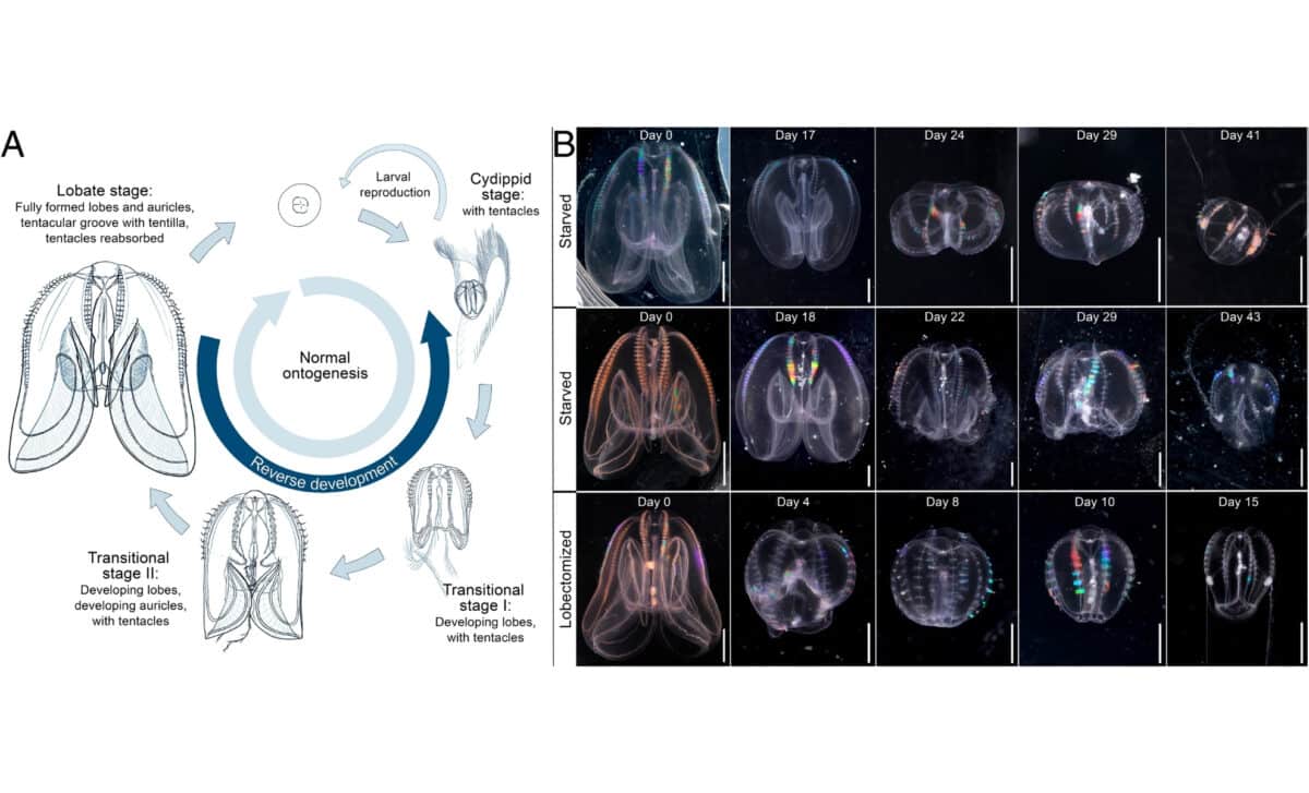 Life cycle and main morphological changes of the ctenophore Mnemiopsis Leidyi
