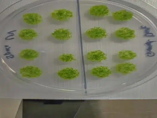 Moss spores germinated after exposure to space.