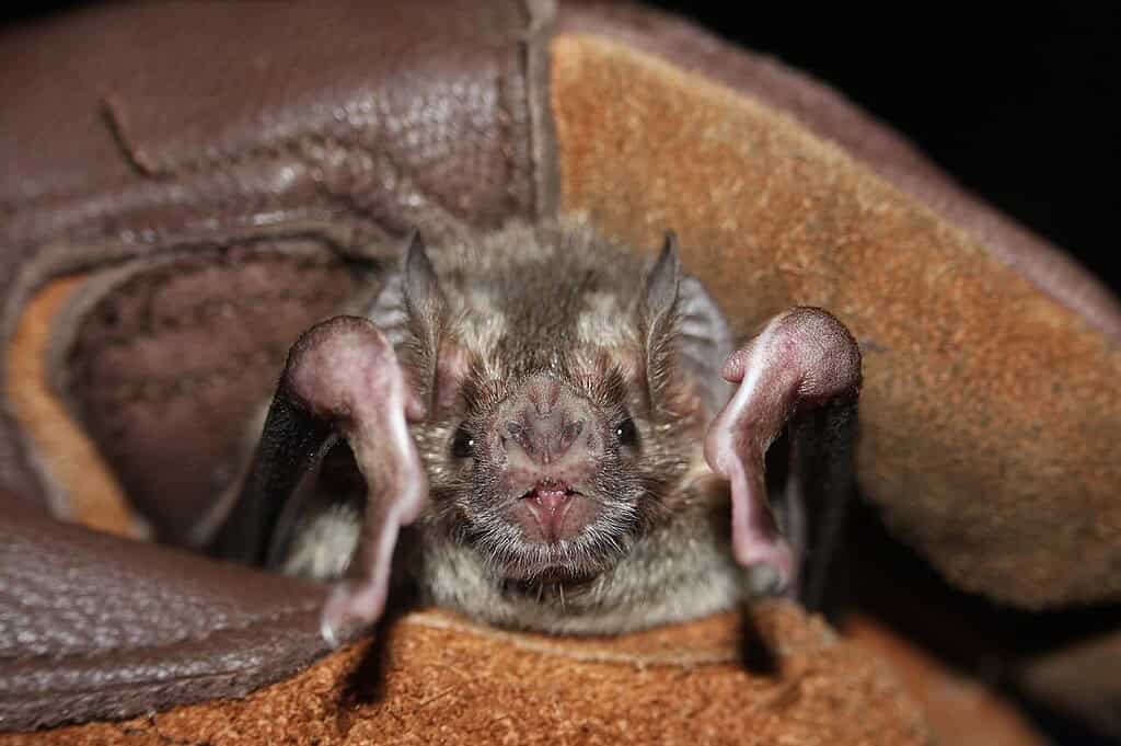 Close-up view of a small bat with large ears and a pink nose peeking out from the cave entrance.