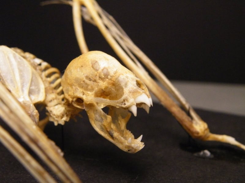 Ancient animal skeleton with skull and bones on a black background.