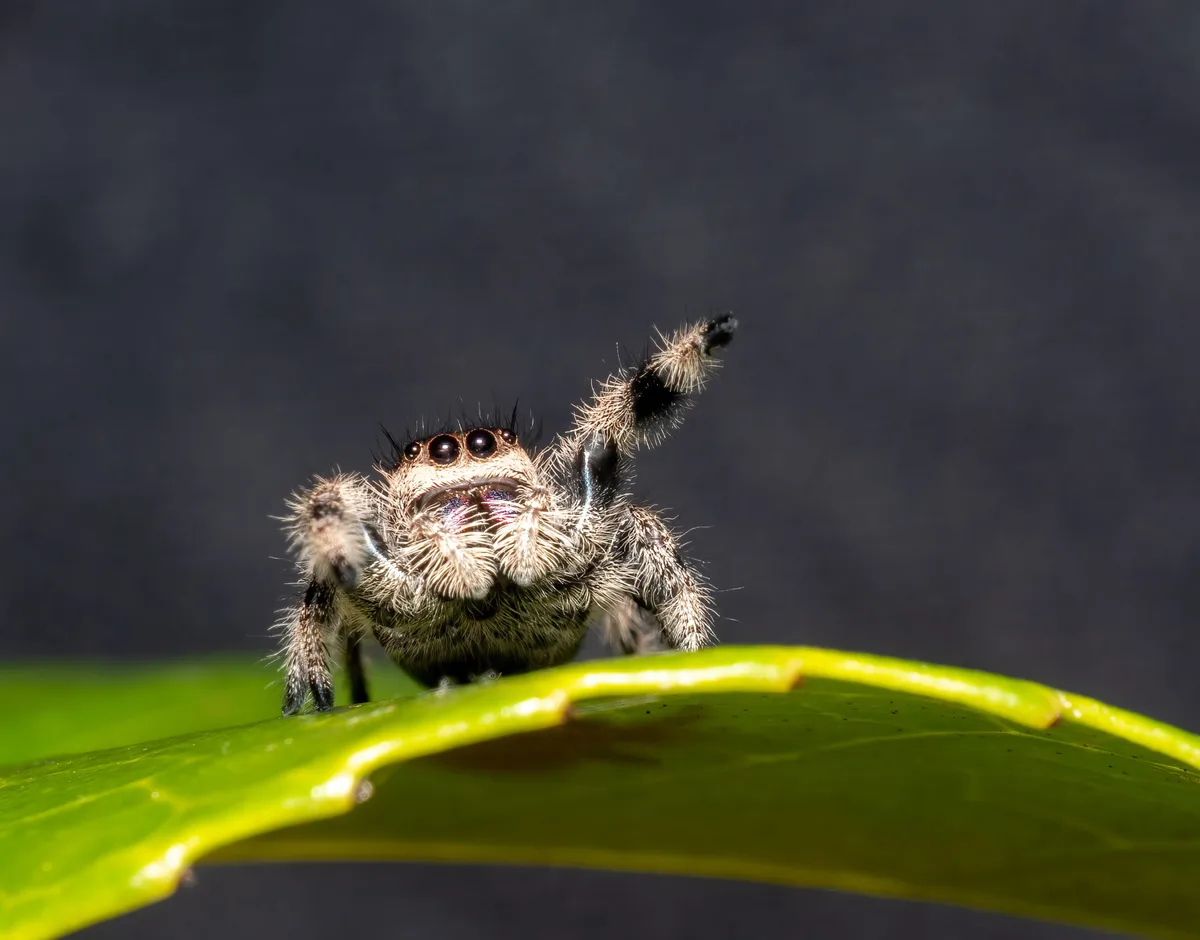 Jumping spider Phidippus regius female