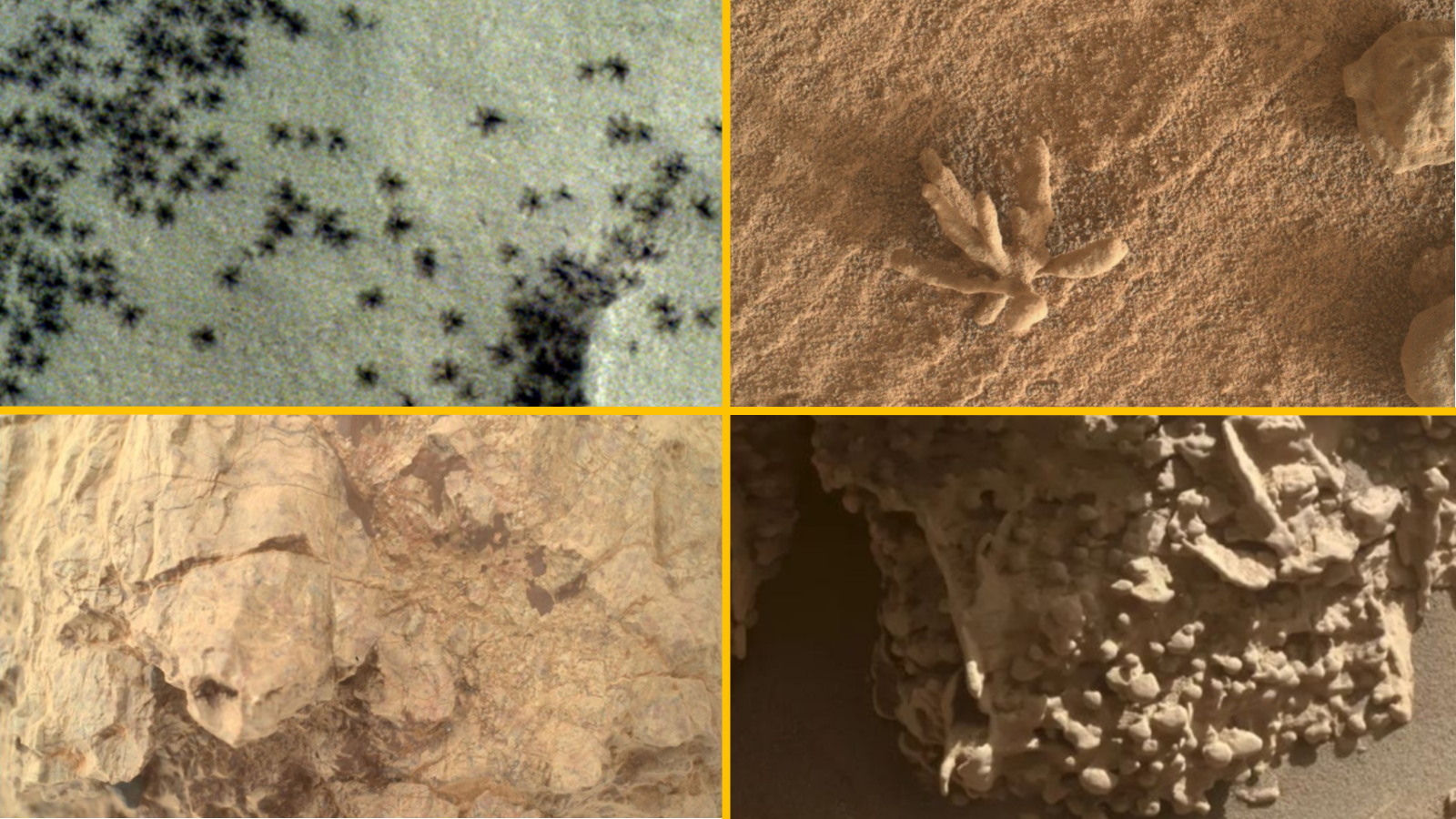 Collage of four rocks on Mars that look like other animals