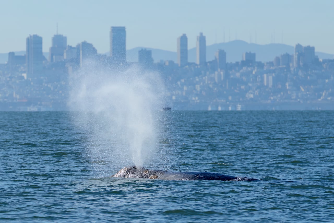 gray whale