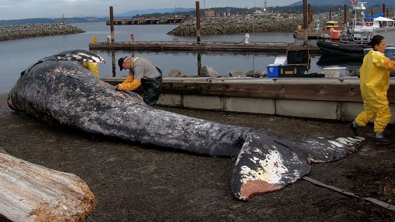 A man dissects a beached whale carcass.