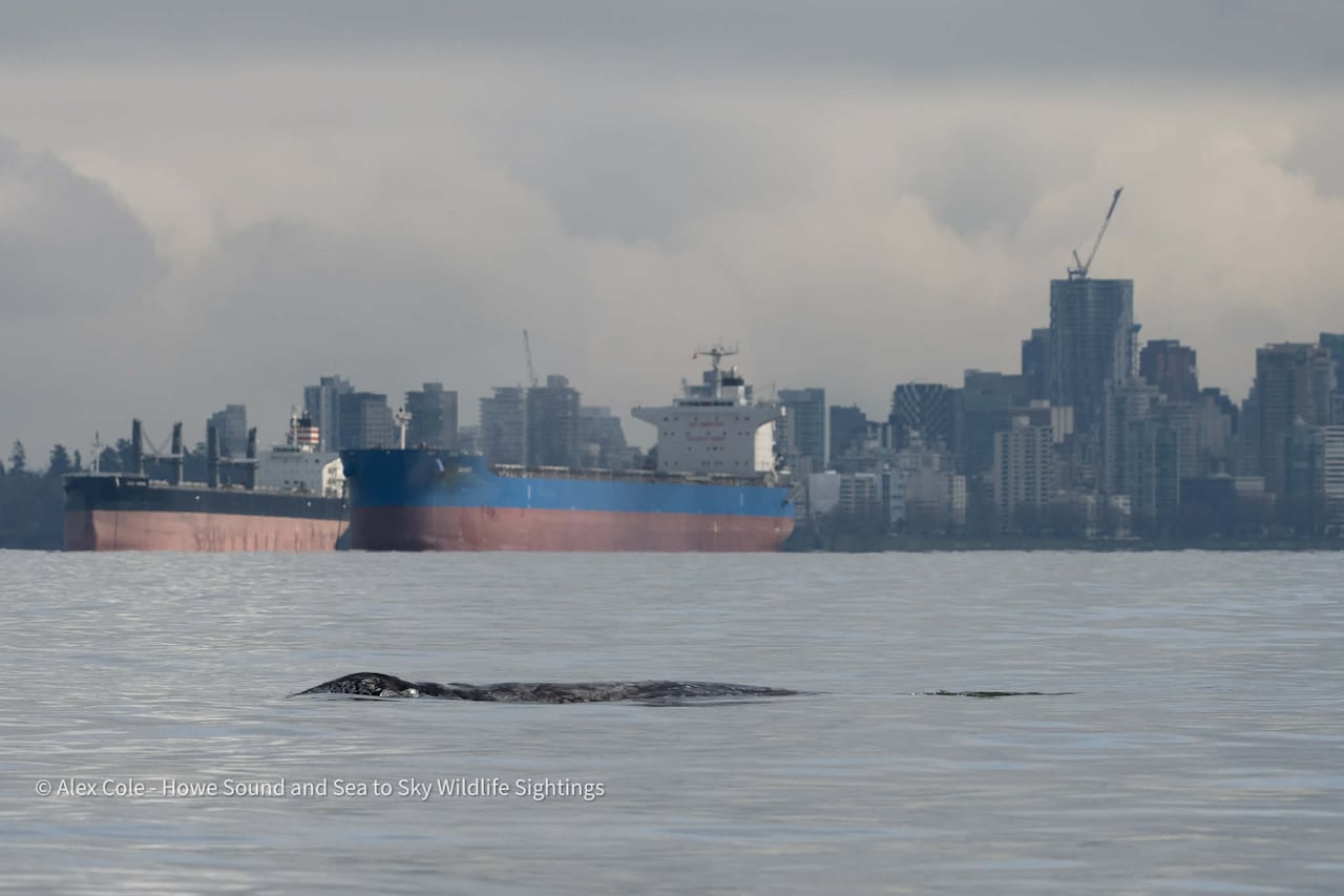 gray whale in vancouver