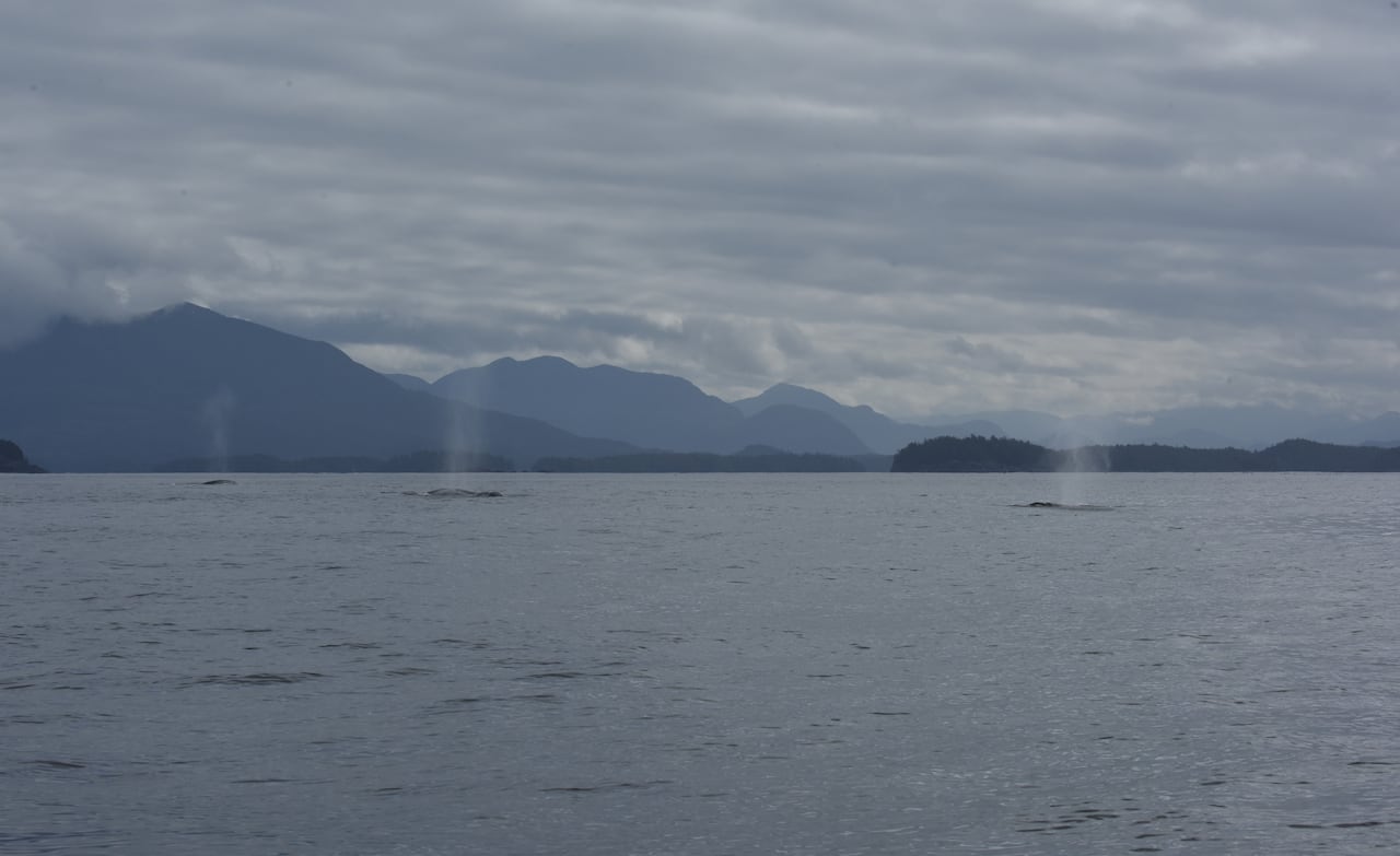 three gray whales