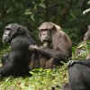 This photo shows four black-haired chimpanzees sitting or lying in green foliage.