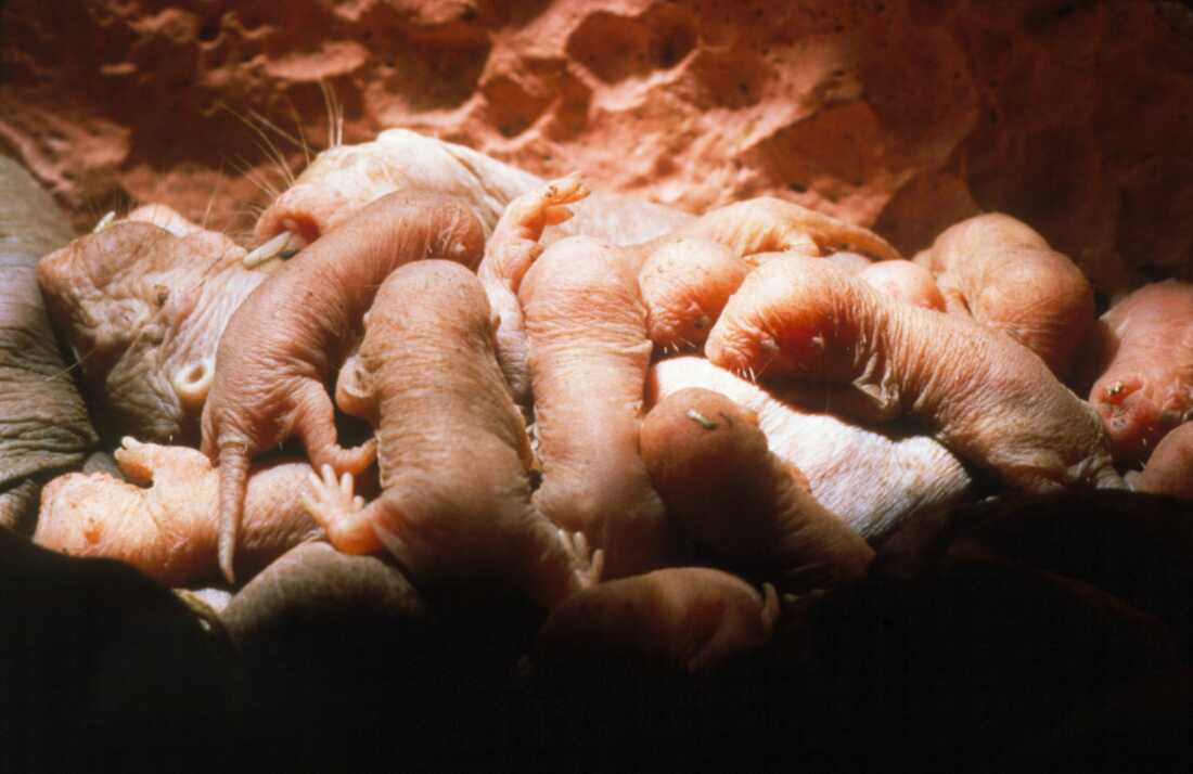 A young naked mole rat (Heterocepalus glaber) being nursed by its mother.