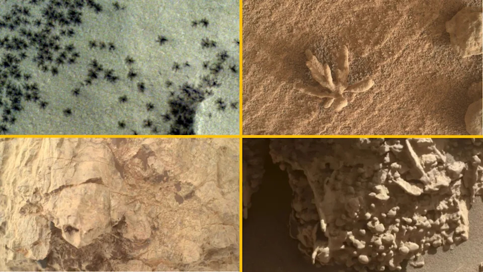 Collage of four rocks on Mars that look like other animals 