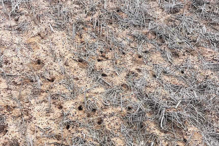 Stubble paddock with more than a dozen house holes within 10 square meters