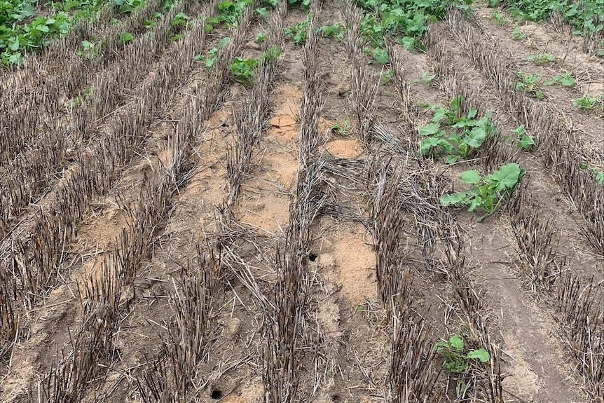 Mouse hole in the foreground, surrounded by bare ground, canola in the background