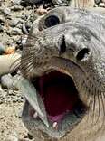 Beachgoers see baby seal with squid in its mouth - but something is wrong