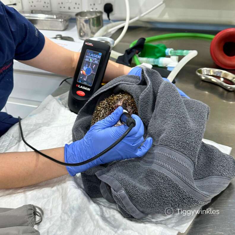 Burned hedgehog receives treatment at veterinarian