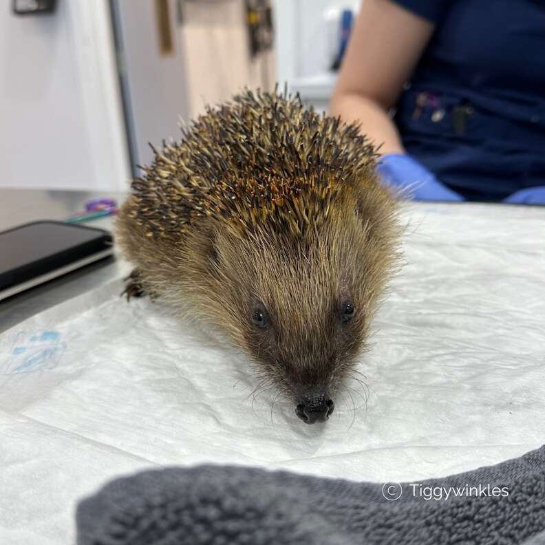 Adorable hedgehog staring ahead