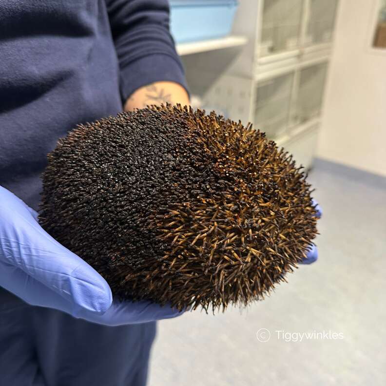 Hedgehog burned at wildlife hospital
