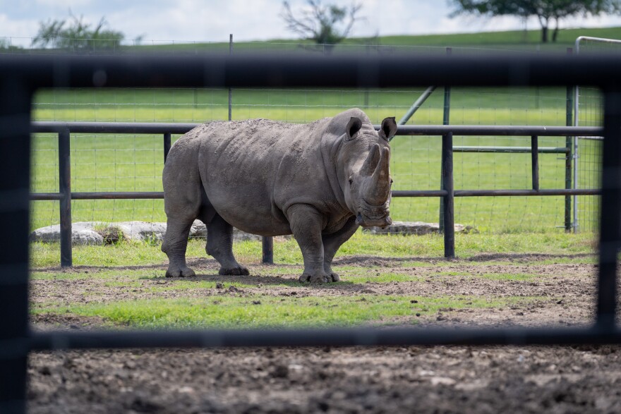     A white rhino lives on land owned by the Texas Disposal System Landfill in Creedmoor, Texas, on April 12, 2023.