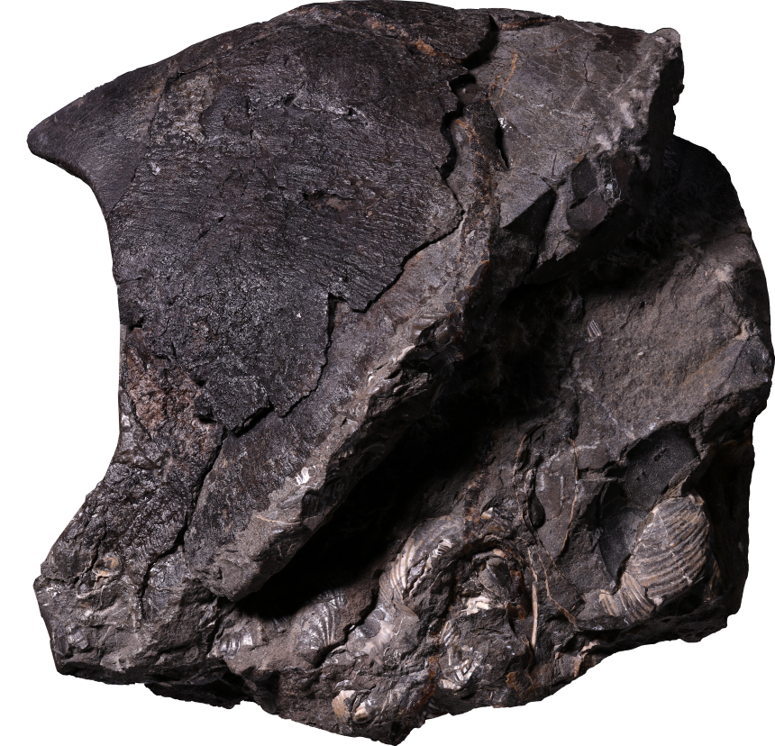 The fossilized lower jaw shows a hard beak-like structure known as the rostrum (top left).