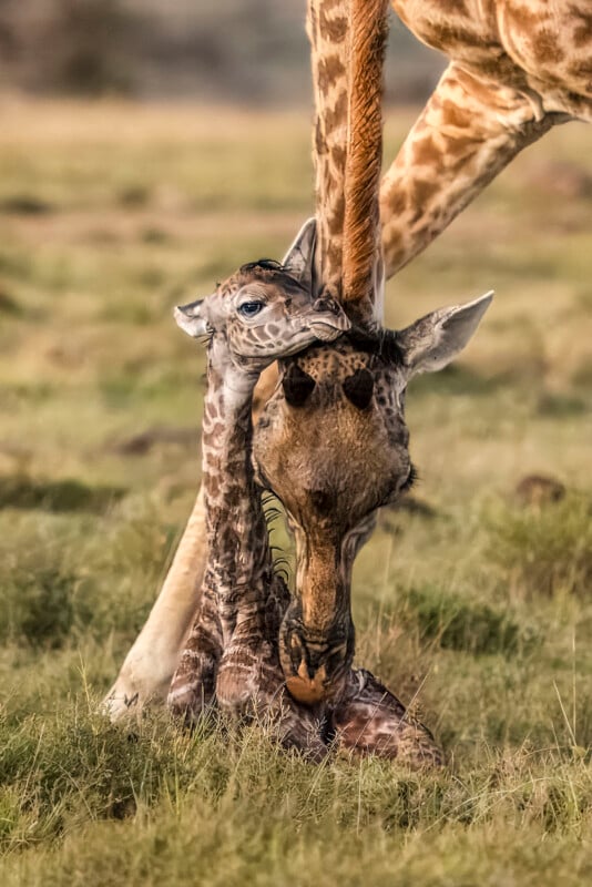 In a grassy natural environment, a newborn giraffe is sitting in the grass and an adult giraffe is gently patting its head to show its love and care.