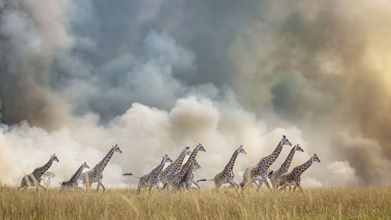 A herd of giraffes runs through tall grass, with thick smoke and clouds rising dramatically in the background, suggesting urgency and flight in a savannah landscape.