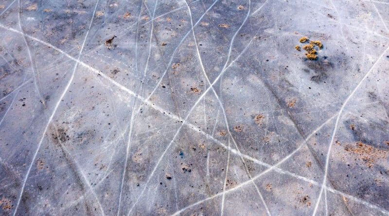 An aerial view of a barren, grayish landscape dotted with brownish rocks and crisscrossed by thin white lines, and an animal walking near the top left.