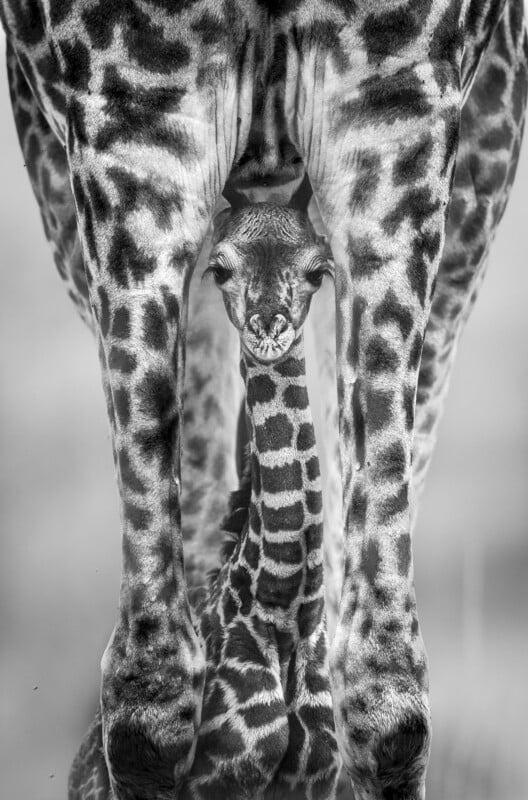 A black and white photo of a baby giraffe standing between the legs of an adult giraffe, looking through the gap created by the adult's legs.