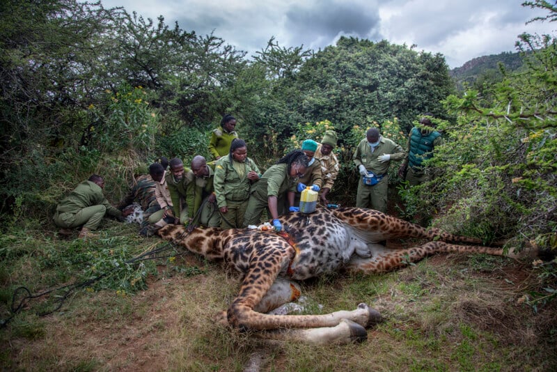 A group of wildlife rangers and veterinarians gather around a tranquilized giraffe lying on the ground in the bush, performing medical treatment and conservation efforts.