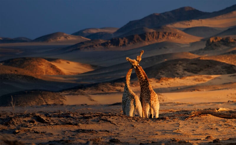 Under dark skies, two giraffes stand close together in a sunlit desert landscape with rolling sand dunes and rocky outcroppings in the background.