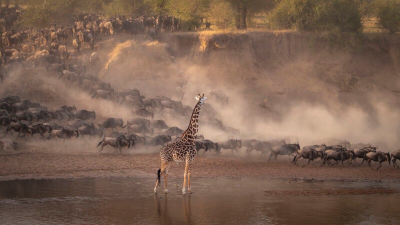 A giraffe stands in shallow water, and a large herd of wildebeest runs behind it, raising dirt on the tree-dotted riverbank.