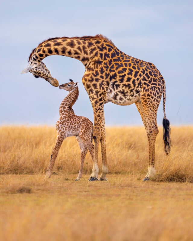 Under a clear sky, a baby giraffe stands in the tall golden grass of an open savanna and an adult giraffe bends its neck to touch noses.