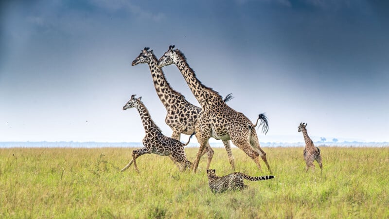 Four giraffes run through the tall grass of the savannah under a cloudy sky, while a cheetah crouches in the grass nearby, watching them.