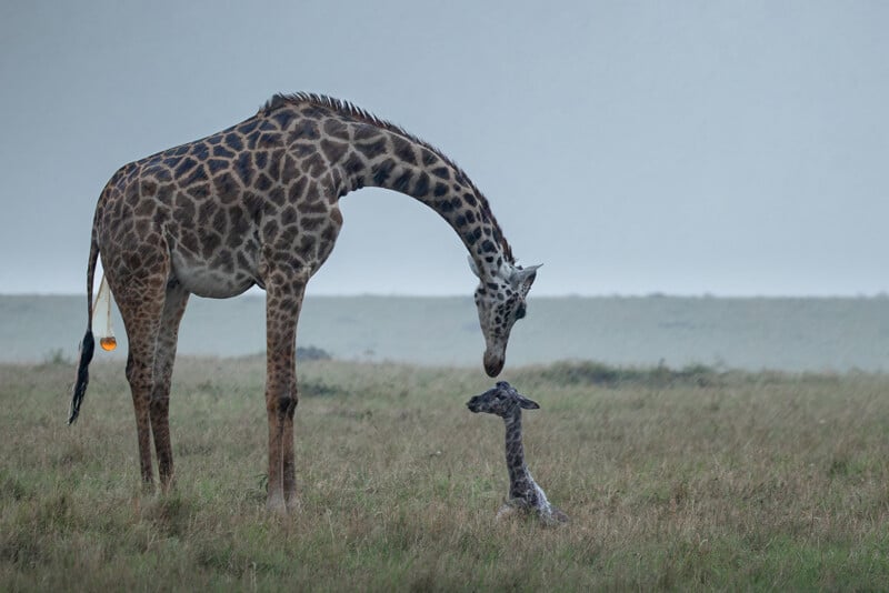 An adult giraffe bends its neck and puts its nose in its mouth to a newborn giraffe sitting in a meadow under a gray cloudy sky.