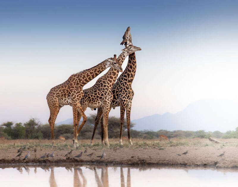 Two giraffes stand close together near a water hole in a savannah landscape, with several birds on the ground and an antelope grazing in the background. The sky is clear, with a gentle gradation from blue to white.