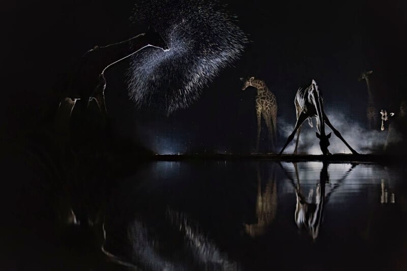 On a dimly lit night, four giraffes are standing at a drinking fountain drinking water. A giraffe makes a dramatic splash, and the droplets catch the light. Their images are reflected on the calm surface of the water.