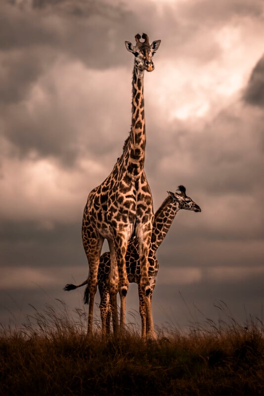 Under a dramatic cloudy sky, two giraffes (an adult and a young) stand huddled together in a grassy landscape, with tall grass swaying in the foreground.