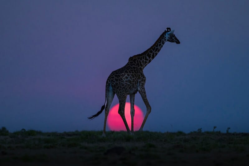 A giraffe walks across a meadow at dusk, silhouetted against a bright blue sky and the bright pink sun setting on the horizon.