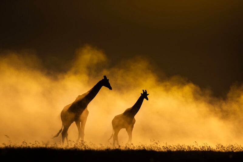 Two giraffes are silhouetted against a golden smoky background, standing on grassy ground bathed in warm sunlight, creating a dramatic and atmospheric scene.