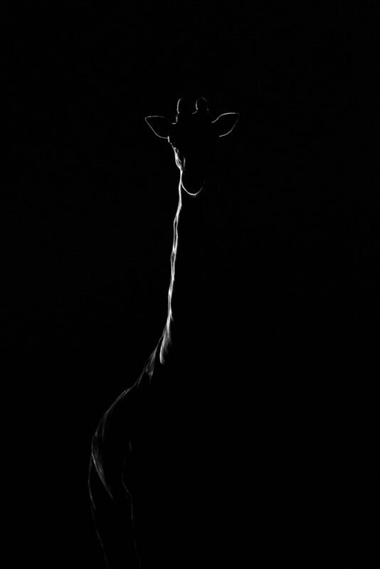 A giraffe is shown in silhouette against a black background, with only the neck and end of the head highlighted by light, creating a dramatic, minimalist effect.